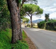 Pini di San Giovanni - Lettera del Circolo Laudato Si' al Sindaco di Portoferraio