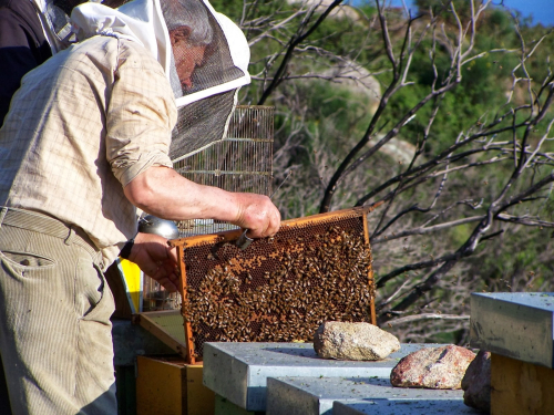 Una Giornata di Miele: un'immersione golosa nel mondo del miele dell’Arcipelago Toscano