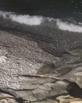 Videonotizia: Un altro tentativo (non riuscito) di nidificazione di una tartaruga marina a Chiessi