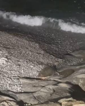 Videonotizia: Un altro tentativo (non riuscito) di nidificazione di una tartaruga marina a Chiessi