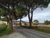 Taglio dei pini a S.Giovanni, il coordinatore verde urbano di Legambiente Toscana: sindaco Nocentini ci ripensi