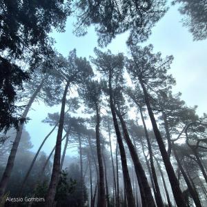 La Foto del Giorno (15 dic.)