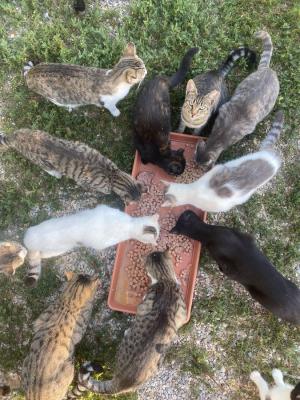 Una raccolta fondi per i gatti di Capoliveri