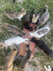 Una raccolta fondi per i gatti di Capoliveri