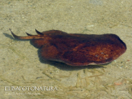 Una torpedine nelle acque di Pianosa