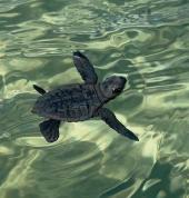 Gli arenili marcianesi "capitali" delle tartarughine 2025, che con le loro nascite a sorpresa hanno emozionato tutti