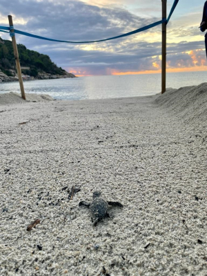 Tra la notte e l'alba di domenica nate altre 9 tartarughine marine a Fetovaia