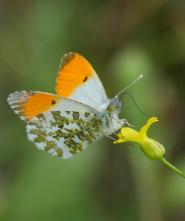 La Foto del Giorno (12 apr.)