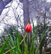 La Foto del Giorno (1° mag.)