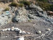 Elba: Tartaruga marina "disturbata" fallisce nidificazione a Vetrangoli nel capoliverese