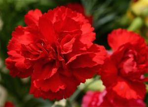 La scomparsa di Mario Mercantelli