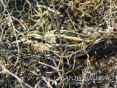 Incontri nel sole di novembre, un frullino avvistato sui pendii dell'Elba occidentale