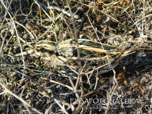 Incontri nel sole di novembre, un frullino avvistato sui pendii dell'Elba occidentale