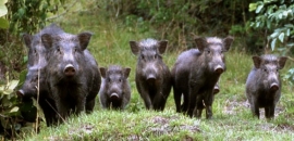 La Comunità del Parco si riunisce per discutere sull'emergenza ungulati all'Elba