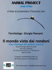 I volatori assoluti: un incontro per conoscere i rondoni