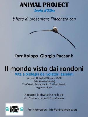 I volatori assoluti: un incontro per conoscere i rondoni