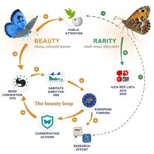 Farfalle: maggiori protezione, ricerca, attenzione e finanziamenti per le specie più appariscenti?