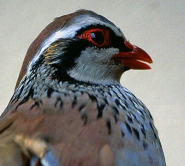 Pernice rossa dell’Isola d’Elba: una riscoperta genetica per l’Italia