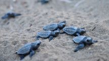 Alla ricerca di tracce delle tartarughe marine, il 5 giugno riprende l&#039;attività di monitoraggio sugli arenili elbani