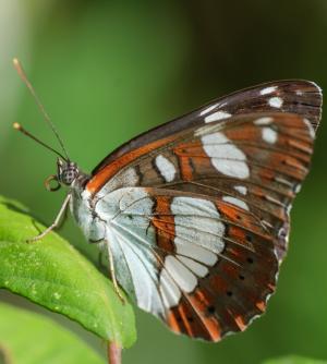 La Foto del Giorno (15 lug.)