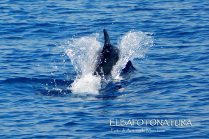 La Foto del Giorno (10 mag.)