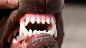 A Sciambere del cane mordace sciolto e della solida fetente cacca 