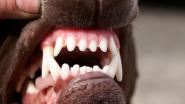A Sciambere del cane mordace sciolto e della solida fetente cacca 