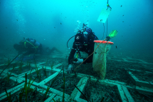 Concluso il trapianto di posidonia che compenserà i lavori dell'elettrodotto tra Elba e la costa