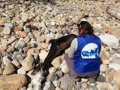 Ancora un delfino spiaggiato: un campanello d'allarme per l'ecosistema marino