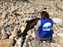 Ancora un delfino spiaggiato: un campanello d'allarme per l'ecosistema marino