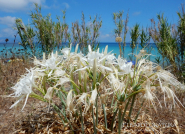 E' deceduta a Firenze  'Trudy' Weilinger, vedova Maselli