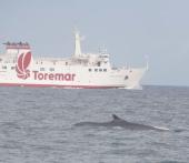 L'appello al rispetto delle balenottere del Centro Ricerca Cetacei