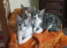 Dalla Regione rimborsi agli over65 per spese veterinarie di animali da compagnia