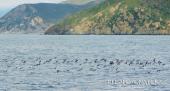 Gli stormi delle berte minori nel mare a sud dell'Elba