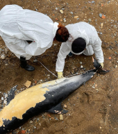 Una stenella spiaggiata a Rio Marina: un richiamo alla tutela del mare