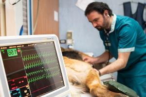 Elba senza pronto soccorso veterinario H24: la morte di una cagnolona riapre il dibattito