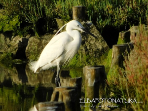 La Foto del Giorno (2 mag.)