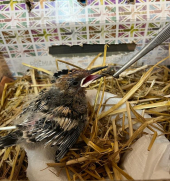 Il Cruma organizza un corso di reclutamento per il soccorso e recupero della fauna selvatica in difficoltà