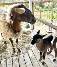 La pecora Marina fa ancora parlare di sé con un parto 'a sorpresa'