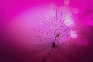 “La forma dell’acqua” - La Foto della Settimana di ISOSEI è di Massimo Forti