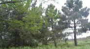 Gli alberi sono una ricchezza fondamentale per l'Elba