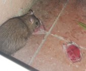 L'orda famelica e indisturbata dei Topi puginchi