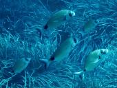 La Foto del Giorno (27 lug.)