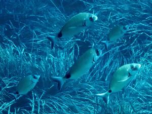 La Foto del Giorno (27 lug.)