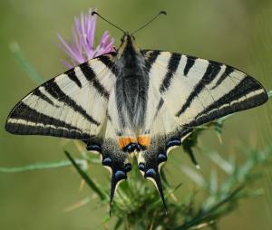 La Foto del Giorno (22 apr.)