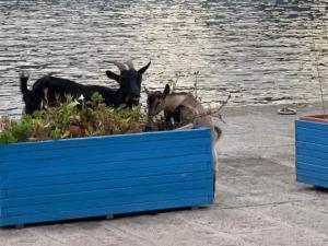 Emergenza cinghiali e capre inselvatichite: il 20 maggio incontro pubblico a Campo
