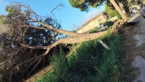 Il forte vento ha provocato la caduta di un grosso pino sulla strada di San Giovanni