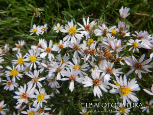 La Foto del Giorno (7 nov.)