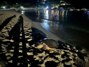 Tartarughe marine: ancora un tentativo di nidificazione fallito a Marina di Campo