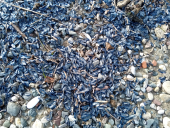 Fotonotizia: Banco di "velelle" spiaggiate a Ortano